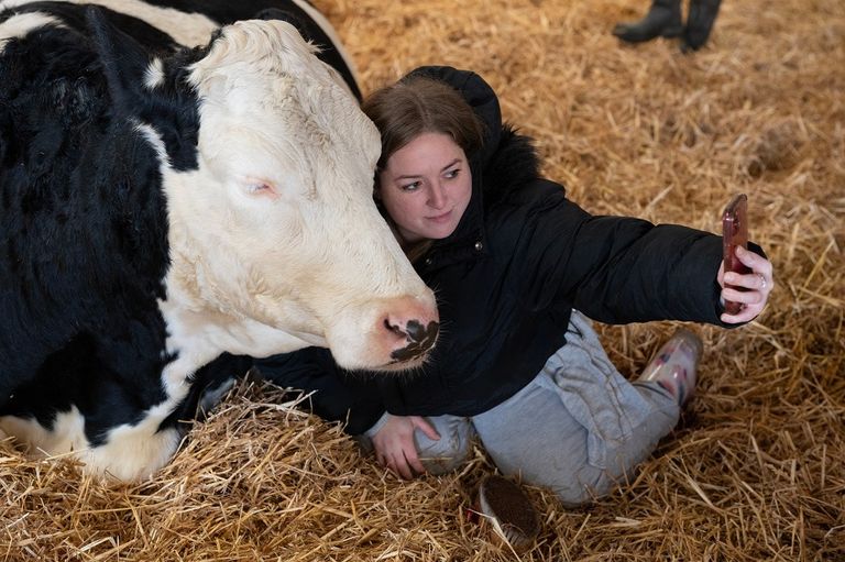 معانقة وتقبيل الأبقار في إنجلترا