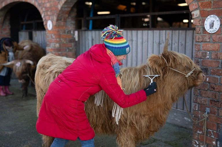 معانقة وتقبيل الأبقار في إنجلترا