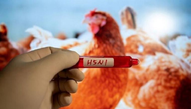 فيروس إنفلونزا الطيور يصيب المزارع الأوروبية