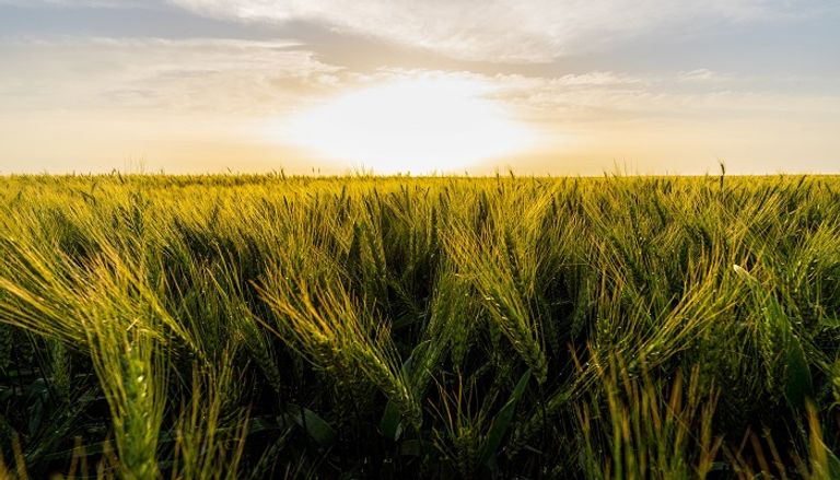 زراعة القمح بدولة الإمارات