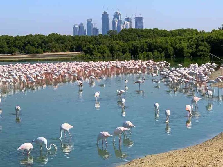 COP28 يولي اهتماما بحماية التنوع البيولوجي