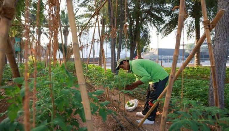 فعاليات اليوم الحادي عشر من COP28 حول الزراعة والمياه والغذاء