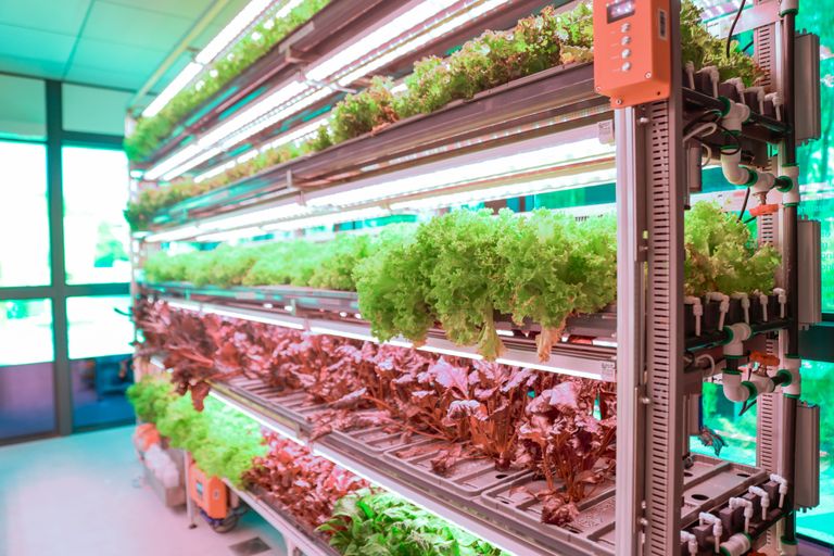 فعاليات اليوم الحادي عشر من COP28 حول الزراعة والمياه والغذاء