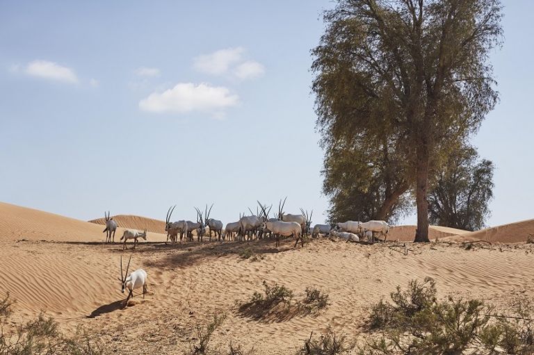 الإمارات سجل حافل في الاستدامة البيئية