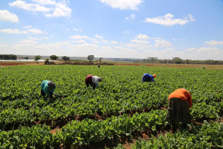 سعى cop28 لترجمة أهداف الغذاء والزراعة إلى شراكات بناءة يوم الغذاء والزراعة في COP28 يدعم الممارسات الزراعية المستدامة