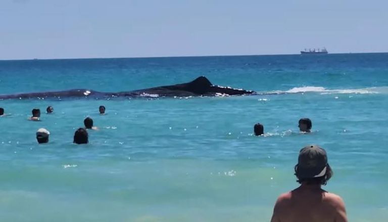 الحوت يقترب من رواد الشاطئ
