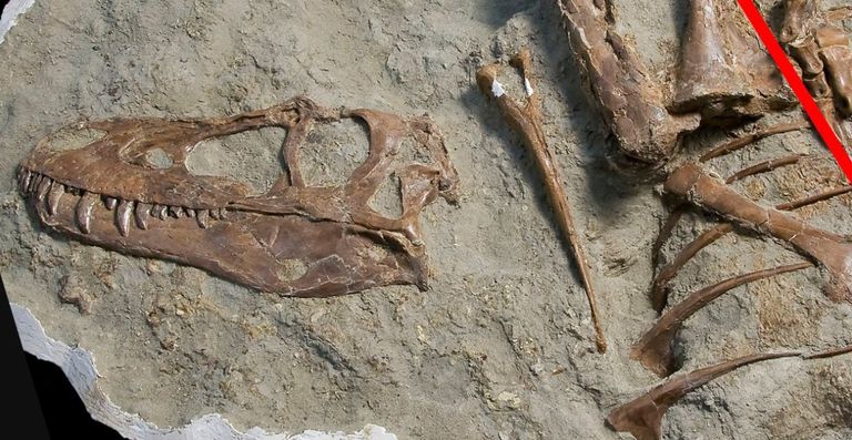 شكل تصوري لأحد الديناصورات الضخمة