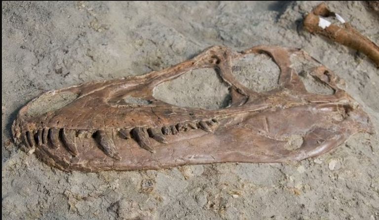 شكل تصوري لأحد الديناصورات الضخمة