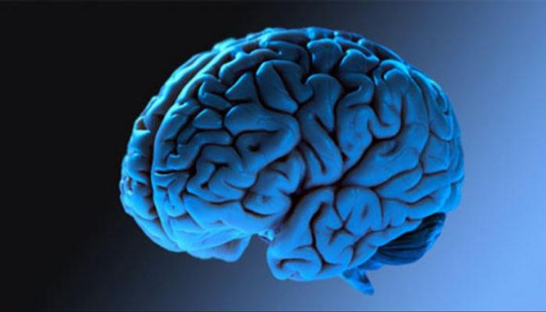 نموذج للمخ البشري