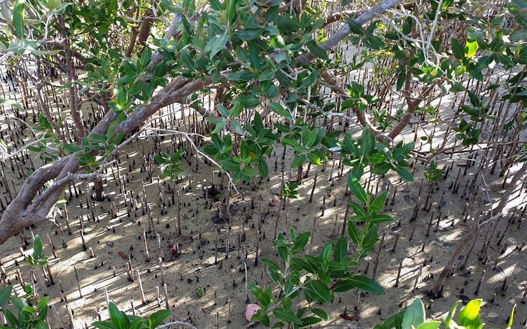 أبوظبي تستكمل زراعة 44 مليون شجرة قرم