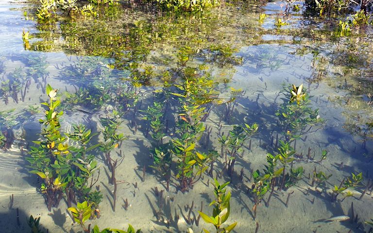 أبوظبي تستكمل زراعة 44 مليون شجرة قرم