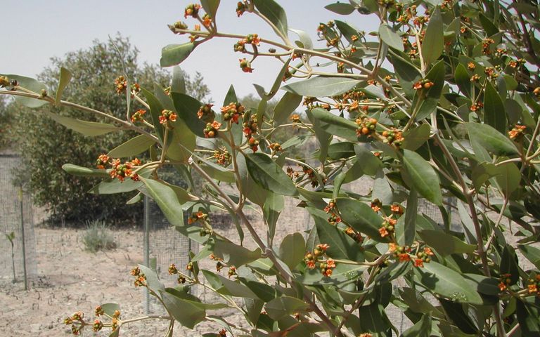 أبوظبي تستكمل زراعة 44 مليون شجرة قرم