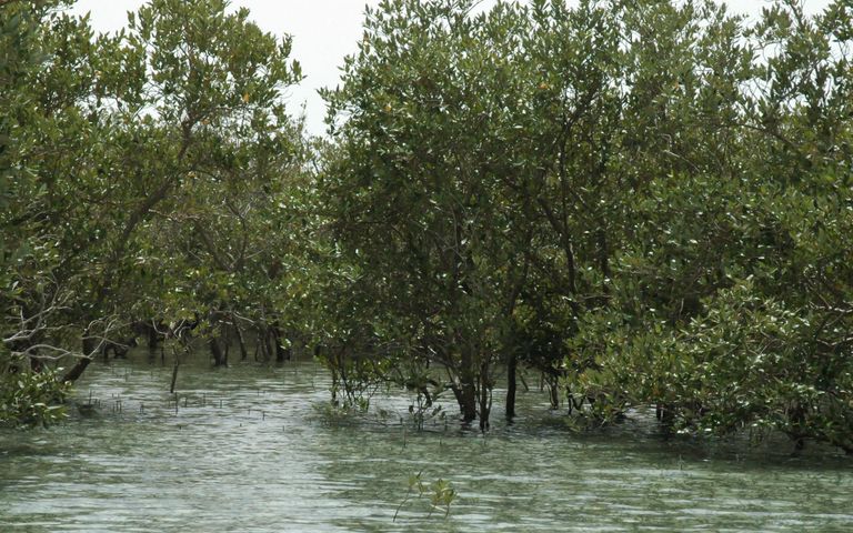 أبوظبي تستكمل زراعة 44 مليون شجرة قرم