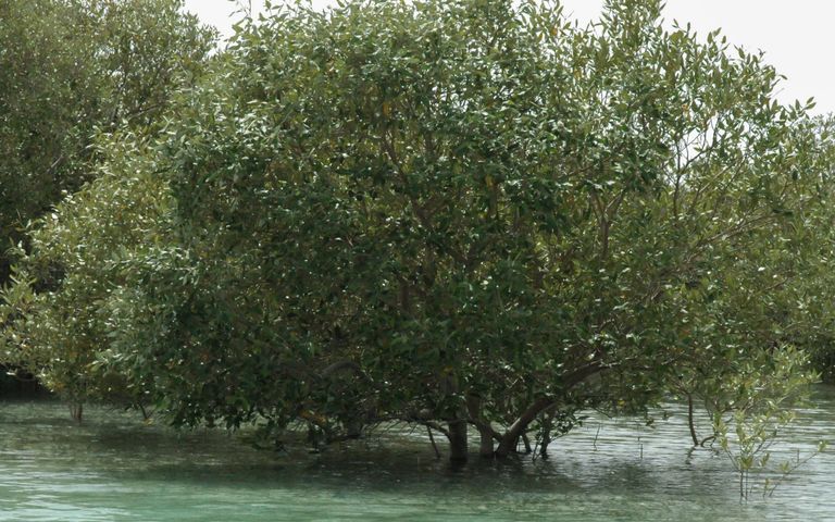 أبوظبي تستكمل زراعة 44 مليون شجرة قرم