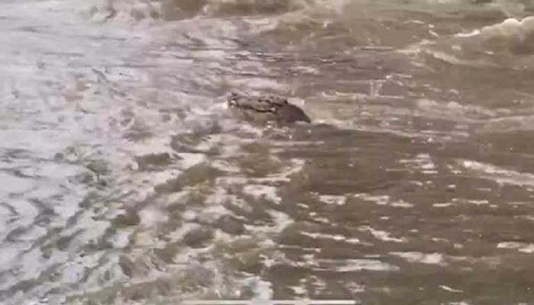 ظهور تمساح في فيضانات أستراليا