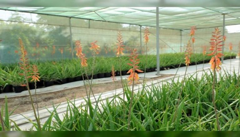 النباتات المحلية في الإمارات.. كنوز طبيعية تعزز الاستدامة البيئية