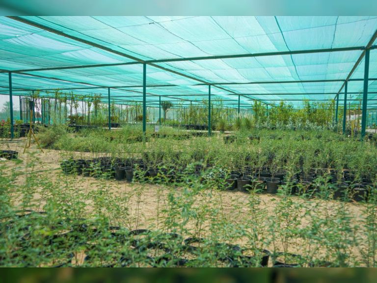  المبادرات للحفاظ على الأنواع النباتية الموجودة في دولة الإمارات