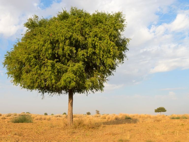  المبادرات للحفاظ على الأنواع النباتية الموجودة في دولة الإمارات
