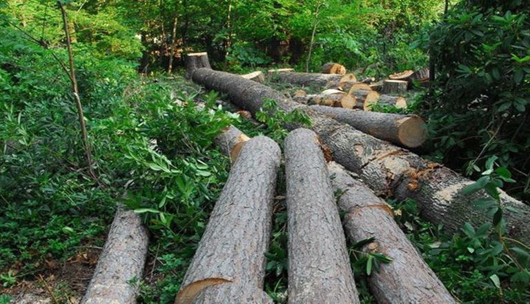 إزالة الغابات ثاني أكبر مسبب للتغير المناخي مزارع البن الصغيرة في أفريقيا تواجه أزمة مع القانون الأوروبي