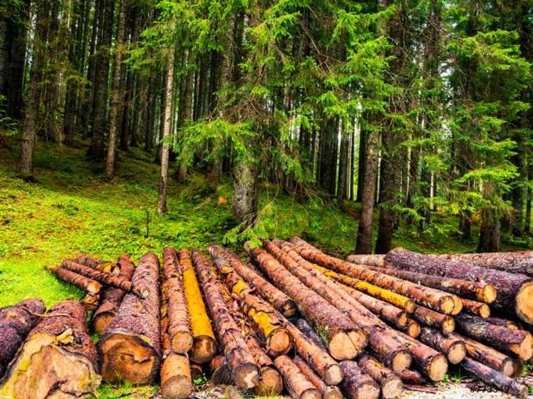 إزالة الغابات ثاني أكبر مسبب للتغير المناخي مزارع البن الصغيرة في أفريقيا تواجه أزمة مع القانون الأوروبي