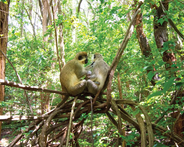 محمية بربادوس للحياة البرية أحد أفضل أماكن السياحة في باربادوس أماكن السياحة في باربادوس