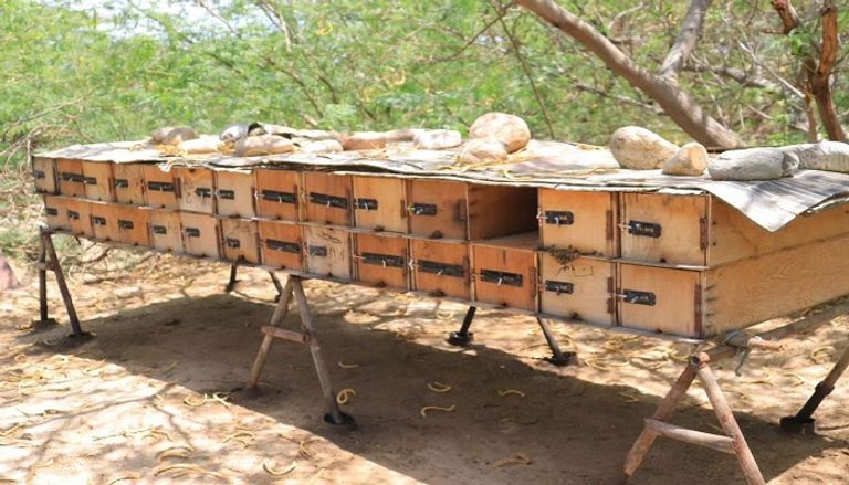 إنتاج عسل النحل باليمن