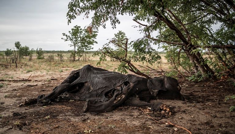 الجفاف يقتل الفيلة في زيمبابوي