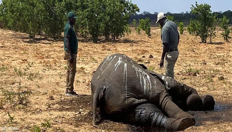 الجفاف يقتل الفيلة في زيمبابوي