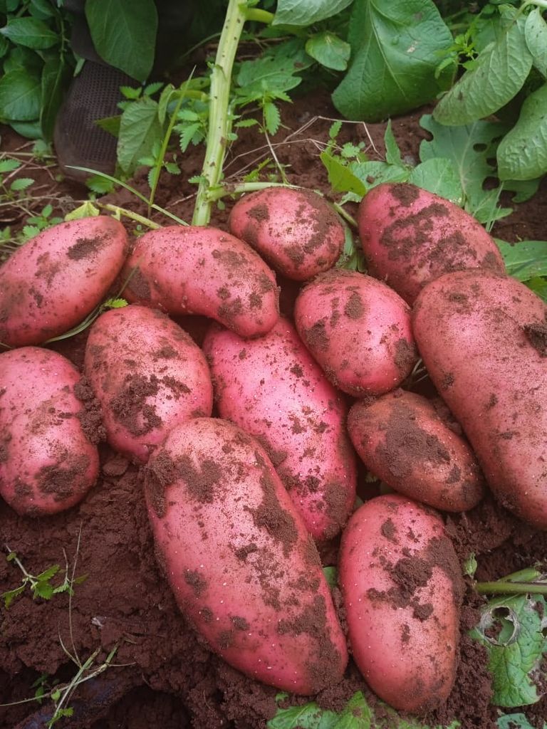 الزراعة الذكية في المغرب