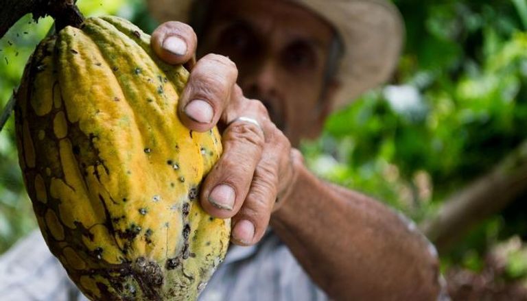 مزارعو الكاكاو يختارون الحلول قصيرة المدى للتعامل مع أزمة المناخ 