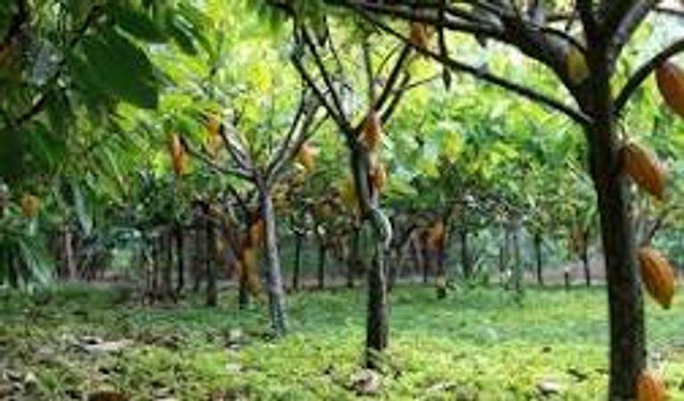 مزارعو الكاكاو يختارون الحلول قصيرة المدى للتعامل مع أزمة المناخ 