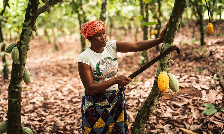 مزارعو الكاكاو يختارون الحلول قصيرة المدى للتعامل مع أزمة المناخ 