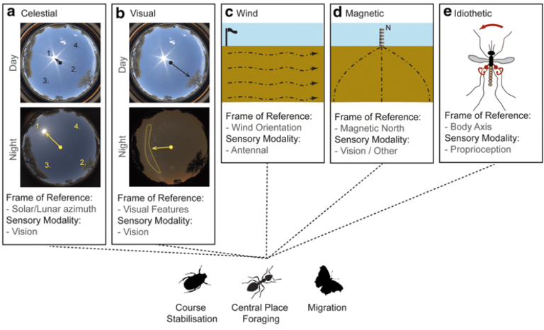 بعض الحشرات تنتقل بصريًا بناء على شدة ضوء الشمس