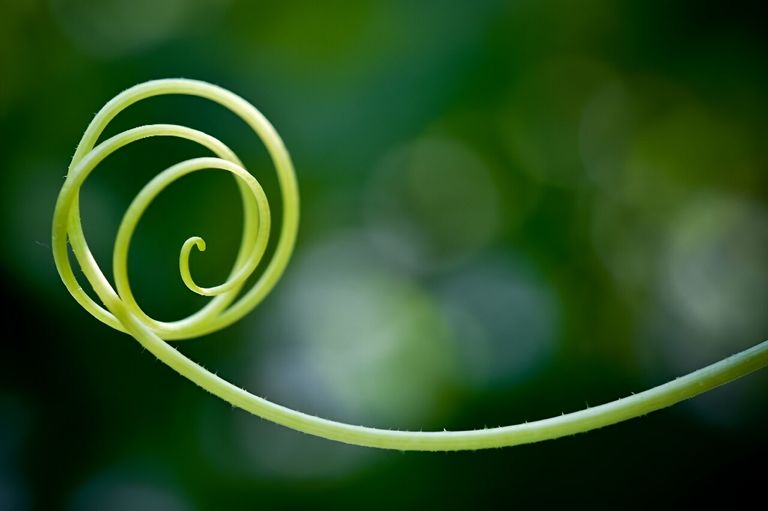 بعض الحشرات تنتقل بصريًا بناء على شدة ضوء الشمس