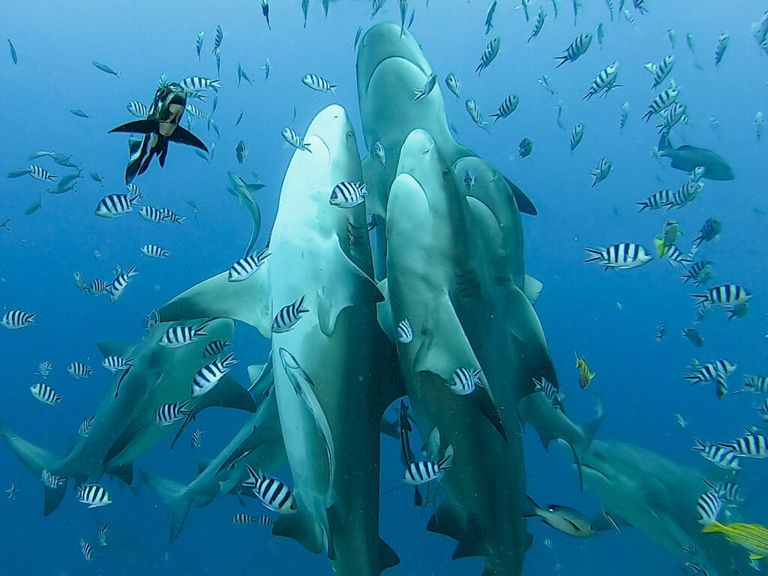 محمية ريزيرفا مارينا شارك ريف أحد مواقع الغوص في جزر فيجي السياحة في جزر فيجي …استكشاف جمال الشواطئ والتنوع الطبيعي