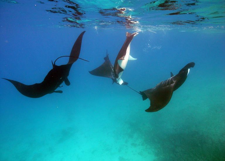 جزيرة بيرفوت مانتا أحد مواقع الغوص في جزر فيجي السياحة في جزر فيجي …استكشاف جمال الشواطئ والتنوع الطبيعي