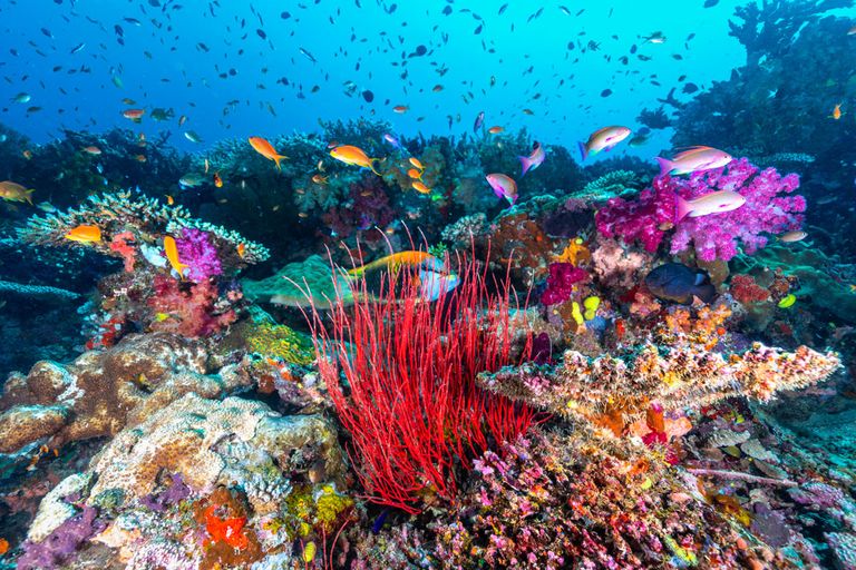 Rainbow Reef أحد مواقع الغوص في جزر فيجي السياحة في جزر فيجي …استكشاف جمال الشواطئ والتنوع الطبيعي