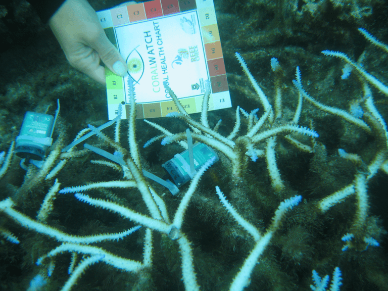 هندسة مناخ الأرض