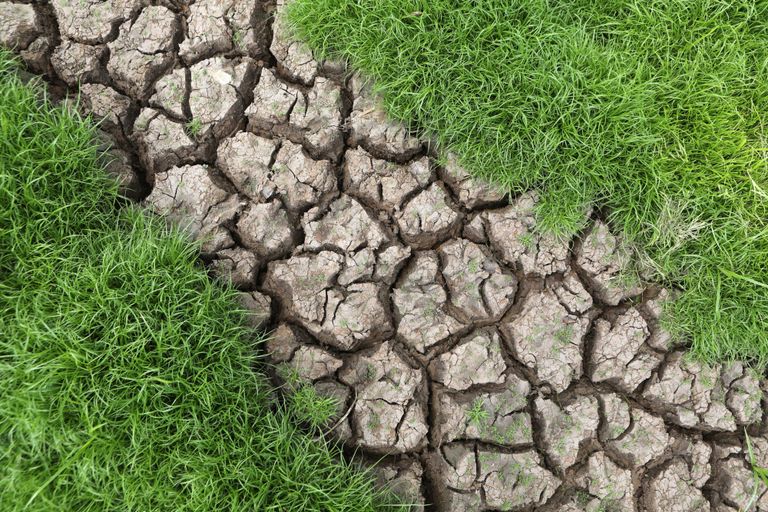 تأثر إمدادات الغذاء العالمية بالطقس الجاف