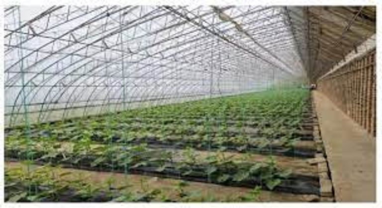 صوب إنتاج الخضراوات تزيد من انبعاثات أكسيد النيتروز