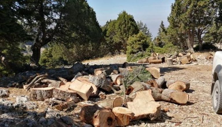 مذبحة أشجار في لبنان - أرشيفية
