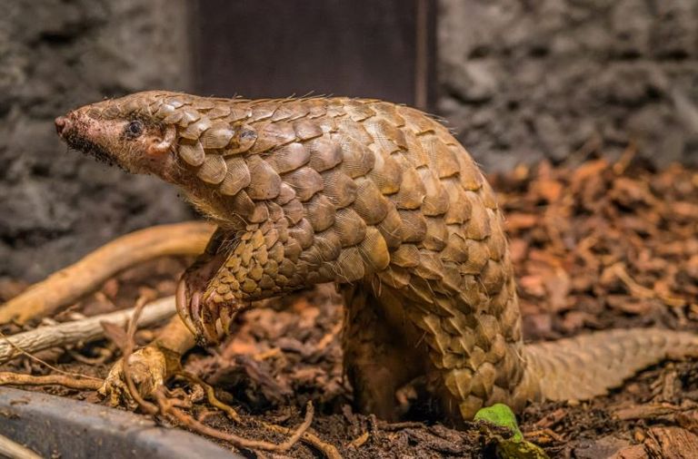 آكل النمل الحرشفي