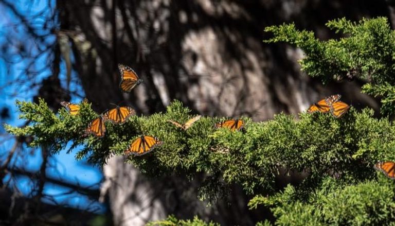 الفراشات الملكية في كاليفورنيا