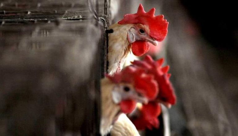 إنفلونزا الطيور تصيب الثروة الداجنة بمخاطر قاتلة