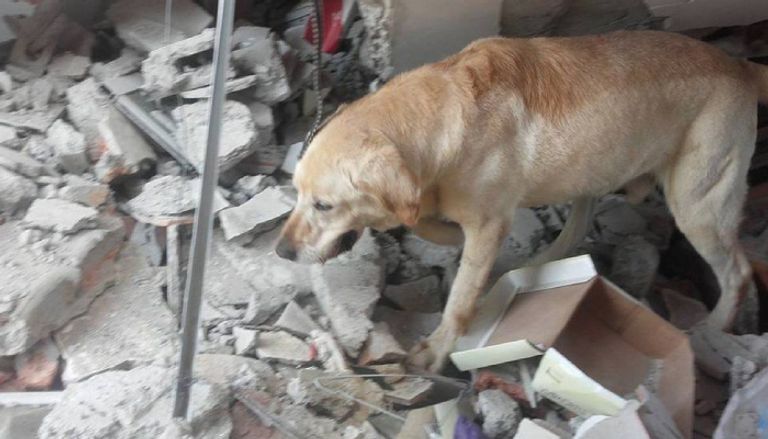 هل يمكن التنبؤ بالزلازل بواسطة الكلاب؟