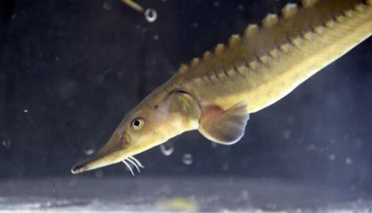 نصف أسماك سويسرا مهددة بالانقراض- أرشيفية