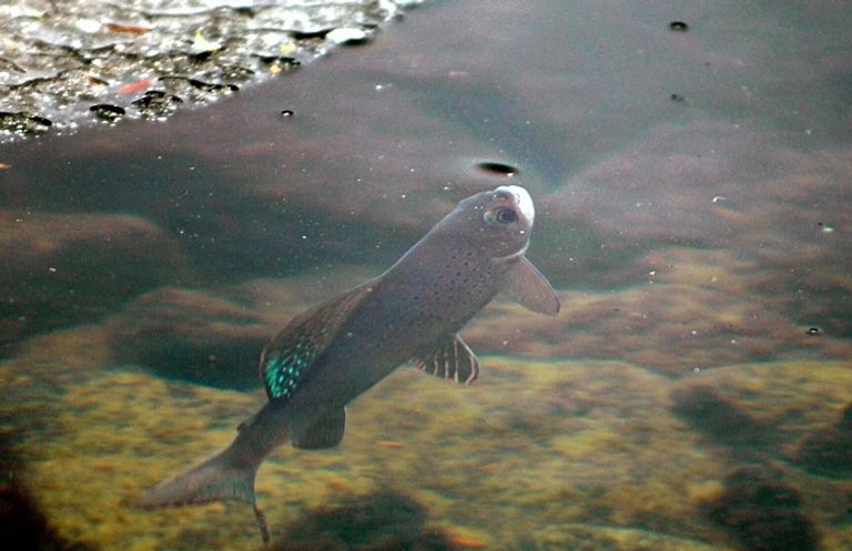 نصف أسماك سويسرا مهددة بالانقراض- أرشيفية