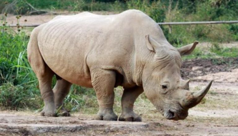 وحيد القرن مهدد بالانقراض بسبب الصيد الجائر