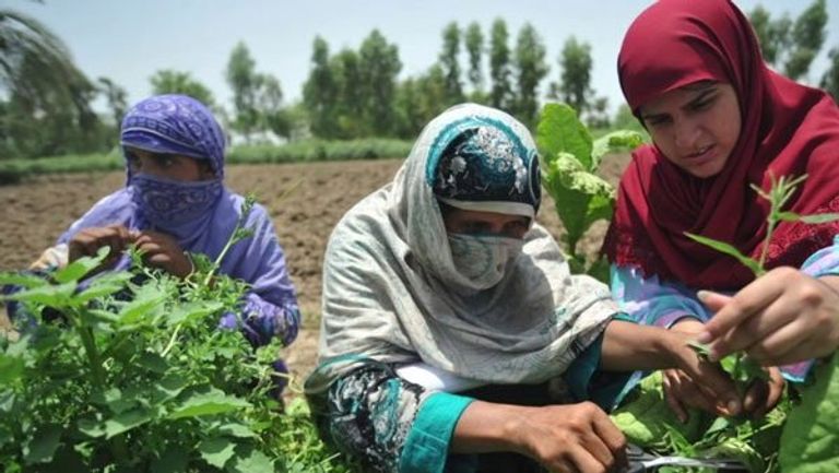 المرأة لها دور مهم في تحقيق أهداف الاستدامة - أرشيفية