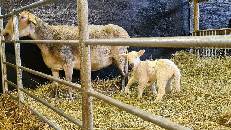 الحمل "دوللي" بصحة جيدة